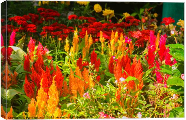 Red yellow Celosia Argentea or Prince Of Wales Fea Canvas Print by Hanif Setiawan