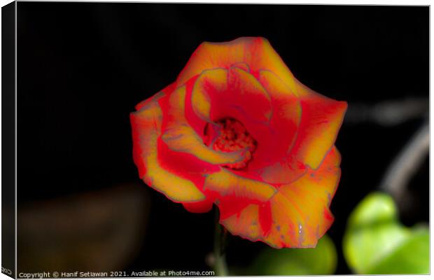 Red yellow rose blossom Canvas Print by Hanif Setiawan