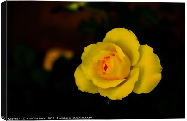 Yellow rose blossom with orange center Canvas Print by Hanif Setiawan