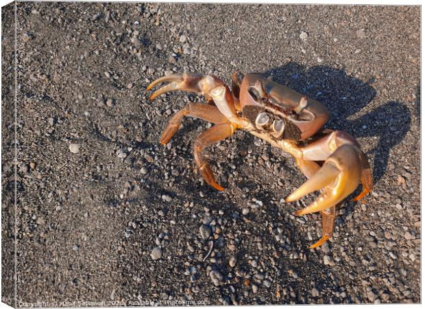 Brown crab on sand looking up to camera Canvas Print by Hanif Setiawan