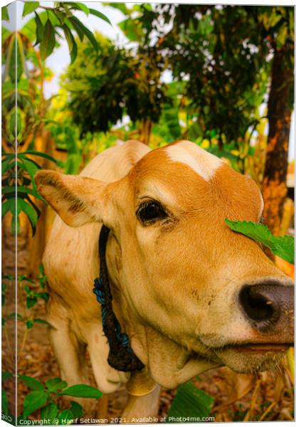A light brown beef calf, smelling the camera Canvas Print by Hanif Setiawan