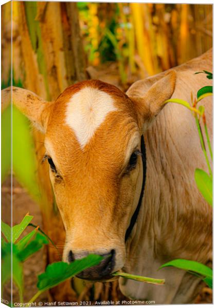 Face closeup from a brown beef calf cattle Canvas Print by Hanif Setiawan