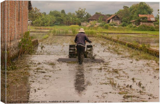 A man plows a village rice field in water on Java Canvas Print by Hanif Setiawan
