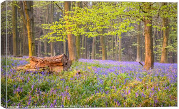Bluebells Canvas Print by James Eastwell