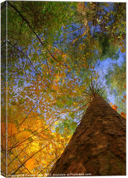 Colours of Autumn Canvas Print by Ranald Dods