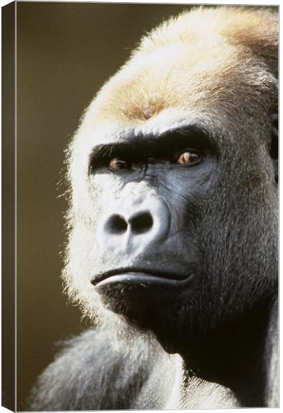 Gorilla portrait. Canvas Print by Dr.Oscar williams: PHD