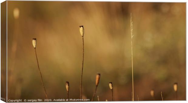  Minimalism in nature. Canvas Print by sergey filin