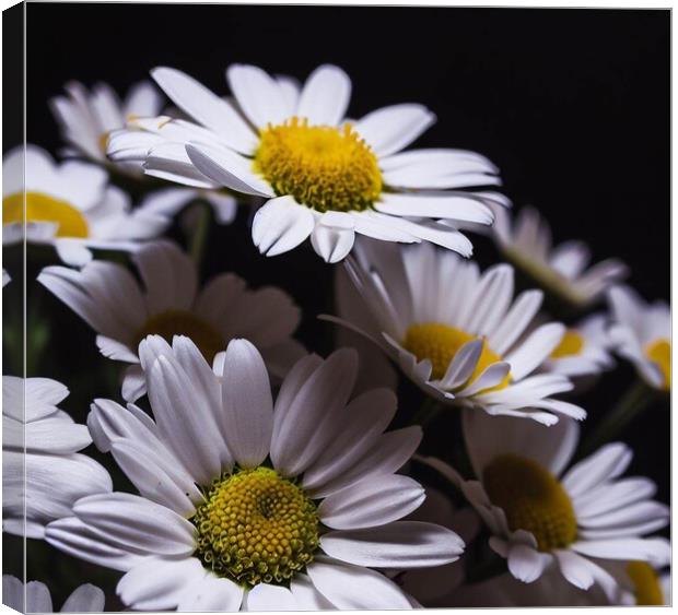 Plant flower Daisy Canvas Print by Paddy 