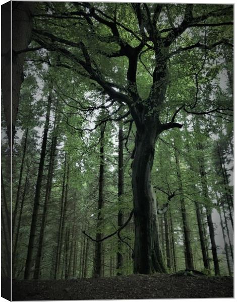a tree that standsout  Canvas Print by Paddy 