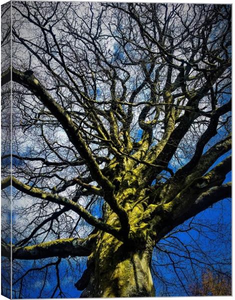 Tree under a Blue Sky Canvas Print by Paddy 