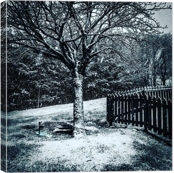The snowy Tree Canvas Print by Paddy 