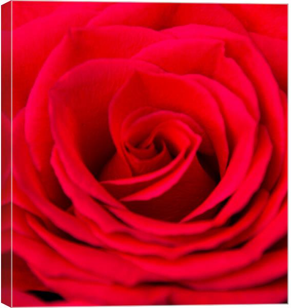 Beautiful Red Rose Canvas Print by Paula Tracy