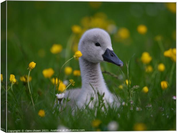 Cygnet Amongst Buttercups  Canvas Print by claire chown