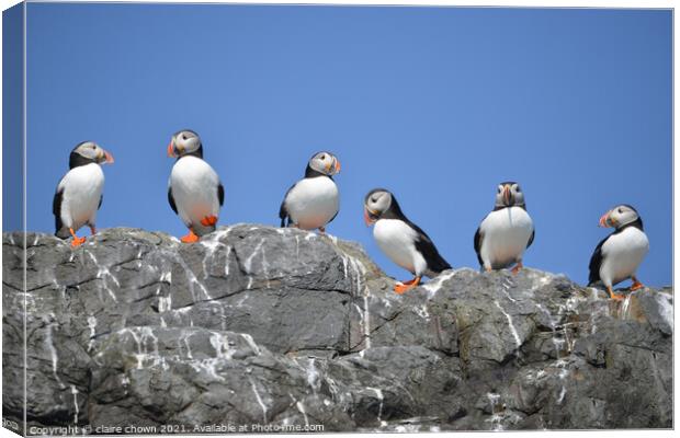 The Gang Canvas Print by claire chown