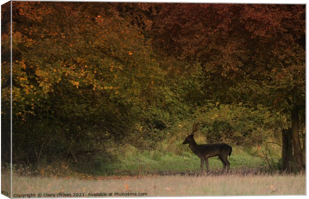 Autumn Buck at The Manor Canvas Print by claire chown