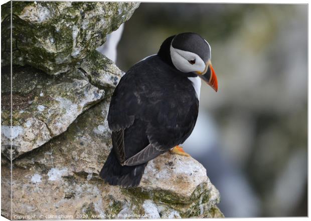 Puffin on cliff edge Canvas Print by claire chown