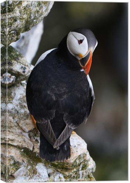 Puffin on cliff edge Canvas Print by claire chown