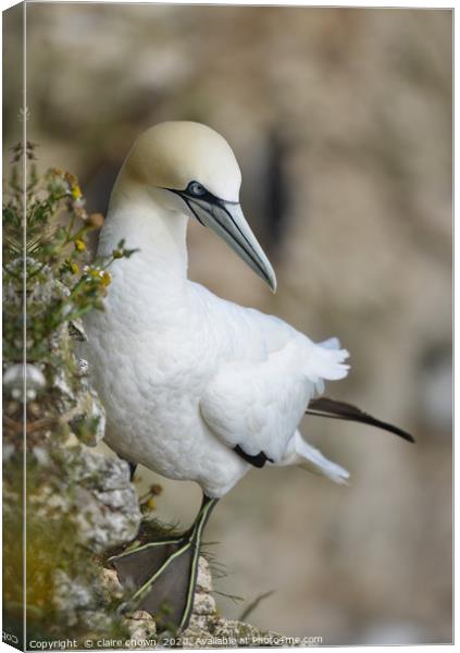Lone northern Gannet on Cliff Side Canvas Print by claire chown