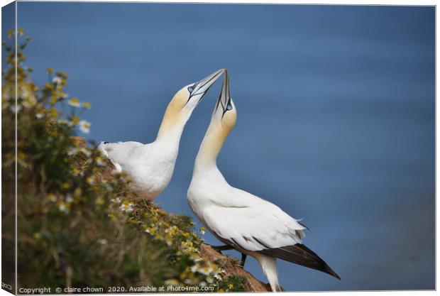 A pair of courting Northern Gannets Canvas Print by claire chown