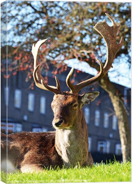 The Urban Deer Canvas Print by claire chown