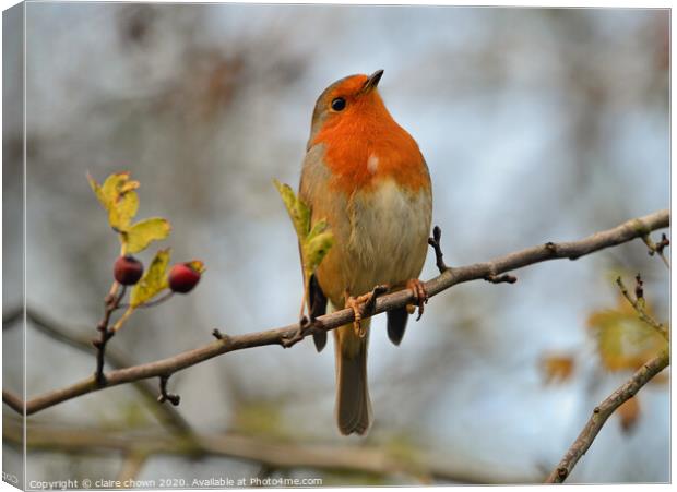 Robin in late autumn afternoon. Canvas Print by claire chown