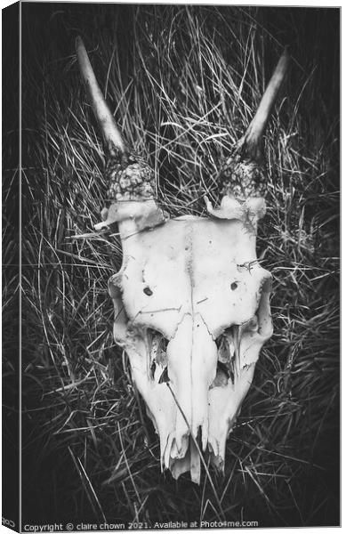 Deer Skull Canvas Print by claire chown