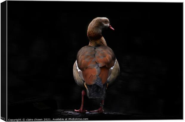 Egyptian goose in low key Canvas Print by claire chown