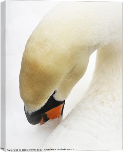 Sleeping Swan in High Key Canvas Print by claire chown
