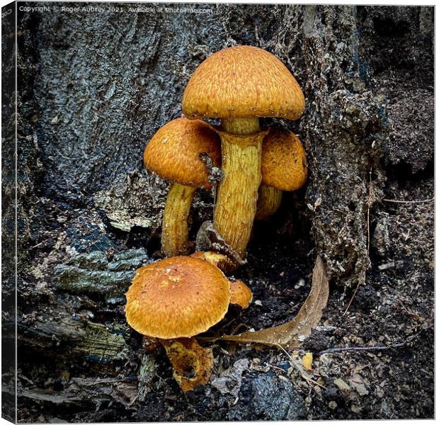 Fungi on a tree trunk  Canvas Print by Roger Aubrey