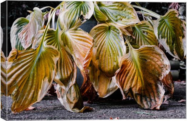 Fading Hosta Leaves Canvas Print by Roger Aubrey