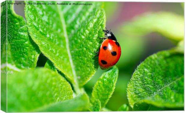 Ladybird Canvas Print by Zita Stanko