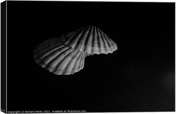 Scallop shells  Canvas Print by Richard Perks