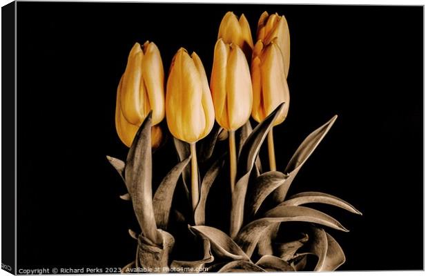 Radiant Beauty of Yellow Tulips Canvas Print by Richard Perks