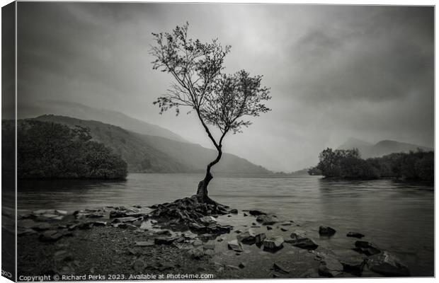 Rainclouds and the Lone Tree - Llanberis Canvas Print by Richard Perks