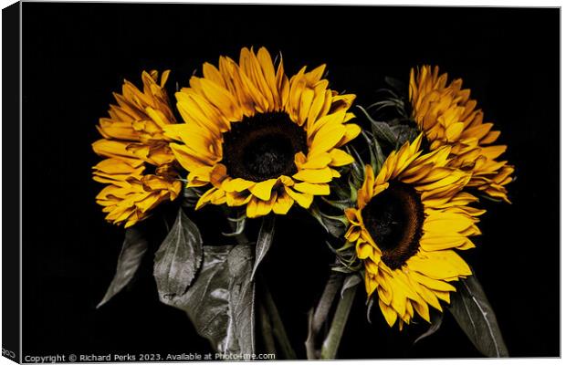 The Sunny Sunflowers Canvas Print by Richard Perks
