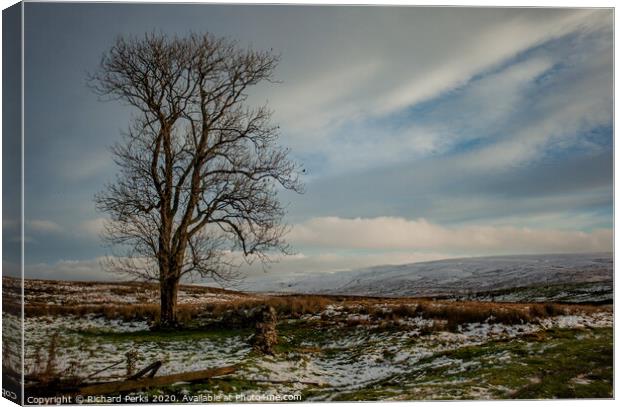 Ribblehead lone tree Canvas Print by Richard Perks