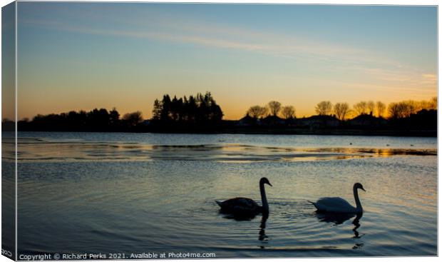 Swans at Sunrise Canvas Print by Richard Perks