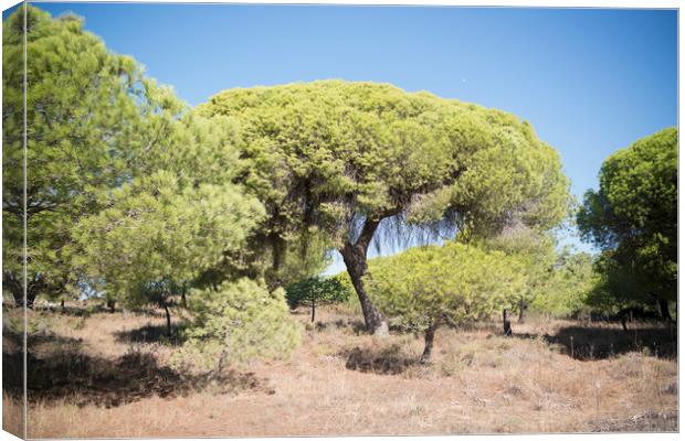 EUROPE PORTUGAL ALGARVE OLHAO QUINTA DE MARIM Canvas Print by urs flueeler