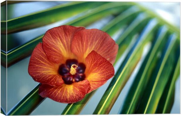 ASIA INDIAN OCEAN MALDIVES TROPICAL FLOWERS Canvas Print by urs flueeler