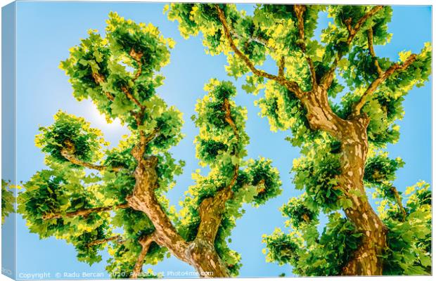 Exotic Tree Vegetation, Green Leaves, Leafy Green Canvas Print by Radu Bercan
