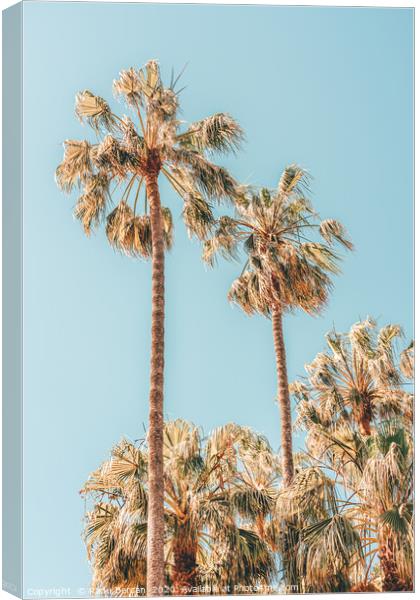 Palm Trees, Summer Vibes, Coconut Palm Tree Leaves Canvas Print by Radu Bercan