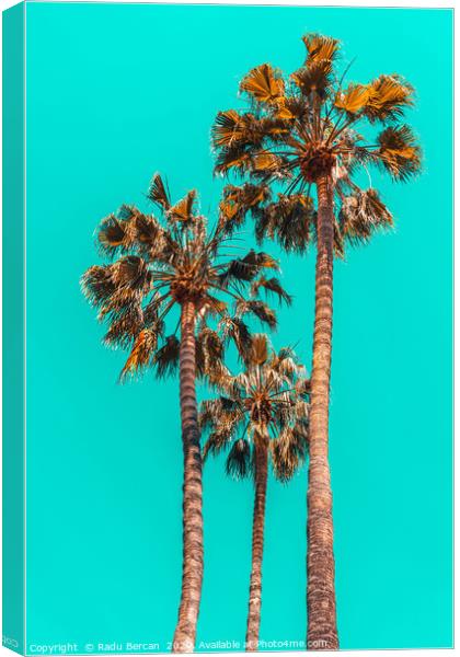 Palm Spring Trees, Summer Vibes, California Beach Canvas Print by Radu Bercan