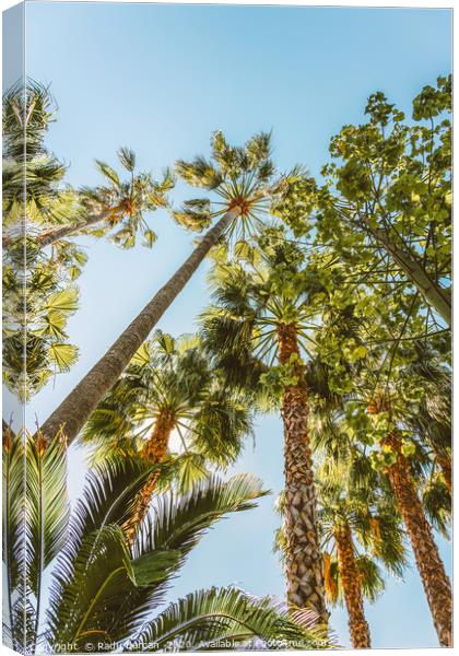 Palm Trees, Summer Beach Vibes, Coconut Leaves Canvas Print by Radu Bercan