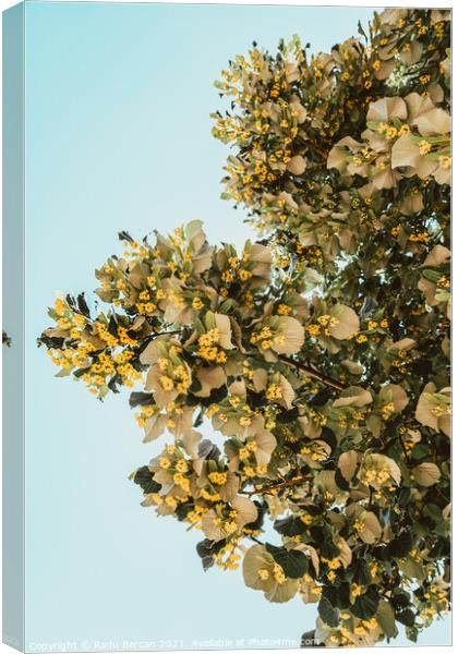 Lime Tree Flowers In Spring Canvas Print by Radu Bercan