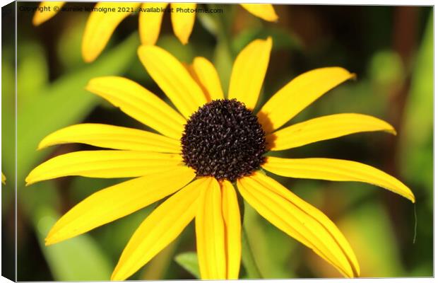 Black-eyed susan flower in a garden Canvas Print by aurélie le moigne