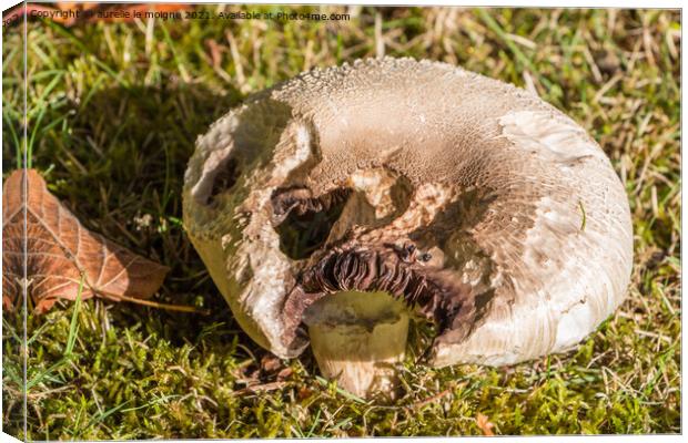 Field mushroom in grass Canvas Print by aurélie le moigne