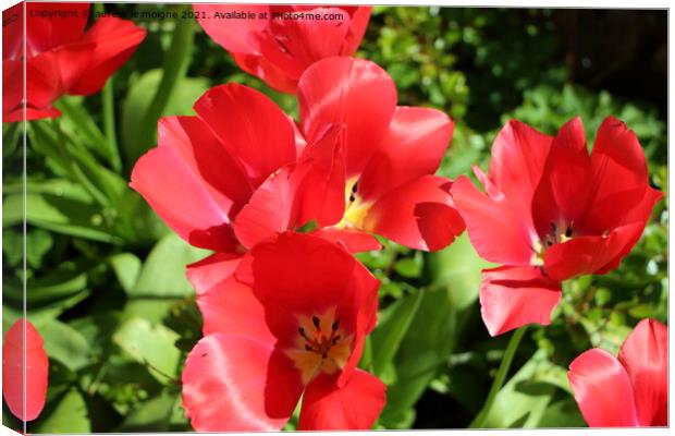 Red flowers of tulips Canvas Print by aurélie le moigne