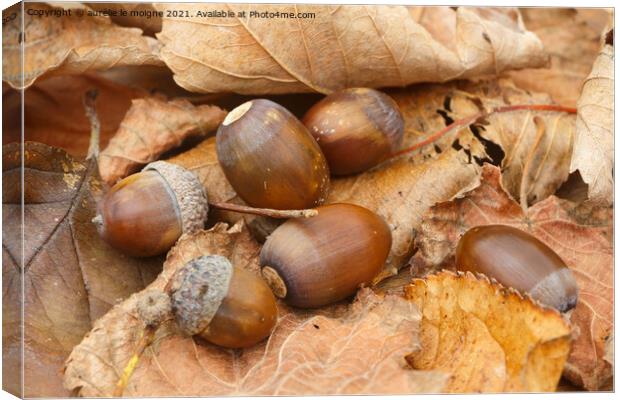 Acorns, dead leaves and cupules Canvas Print by aurélie le moigne