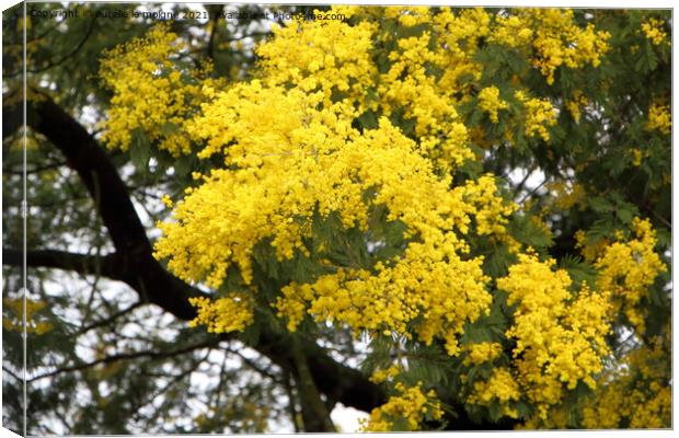 Branch of mimosa Canvas Print by aurélie le moigne