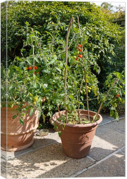 Cherry tomatoes ripening in a garden Canvas Print by aurélie le moigne